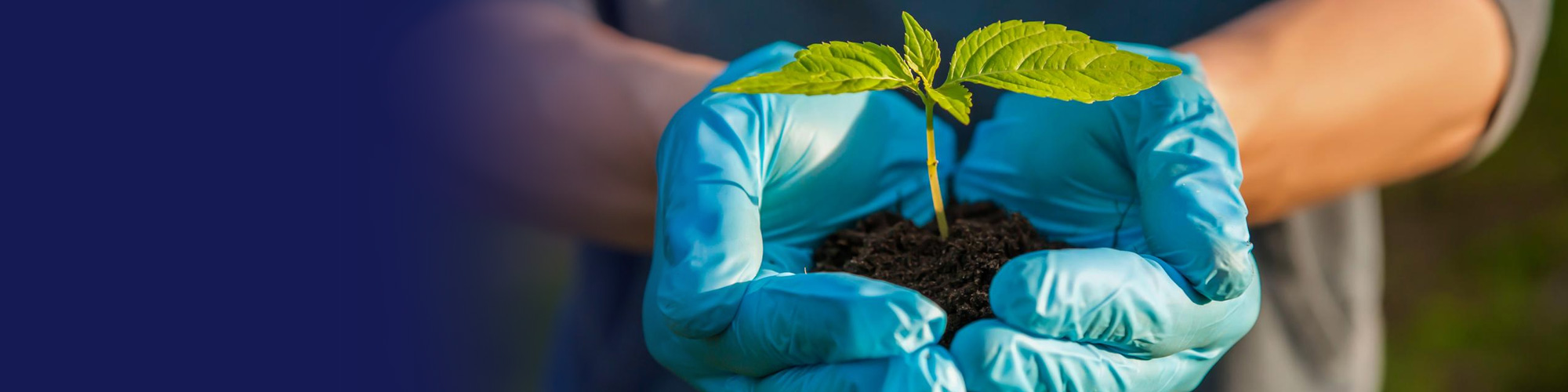 Gloved hands holding a young plant in soil